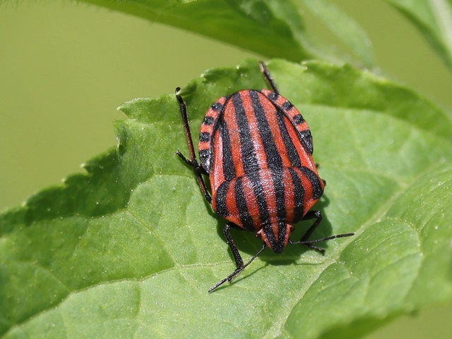 Graphosoma italicum - csíkos pajzsospoloska