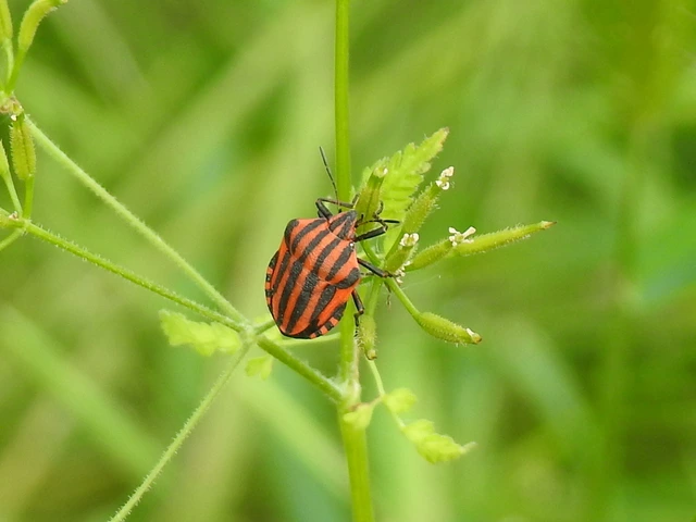 Graphosoma italicum - csíkos pajzsospoloska