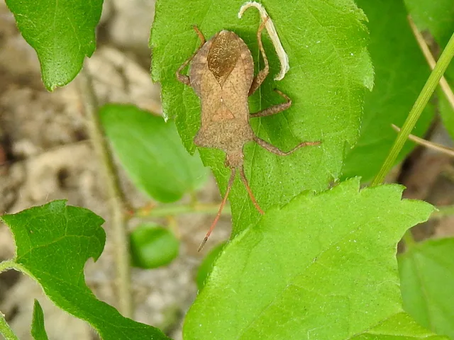 Coreus marginatus - közönséges karimáspoloska