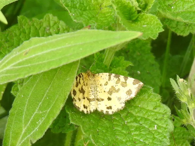 Pseudopanthera macularia - párducfoltos araszoló