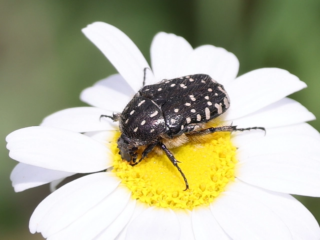 Oxythyrea funesta - sokpettyes virágbogár