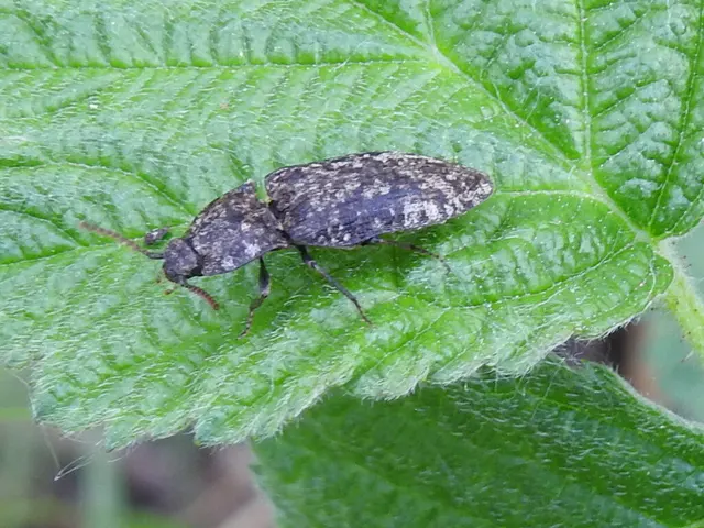 Agrypnus murinus - egérszínű pikkelyespattanó