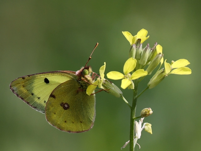 Colias hyale - kéneslepke