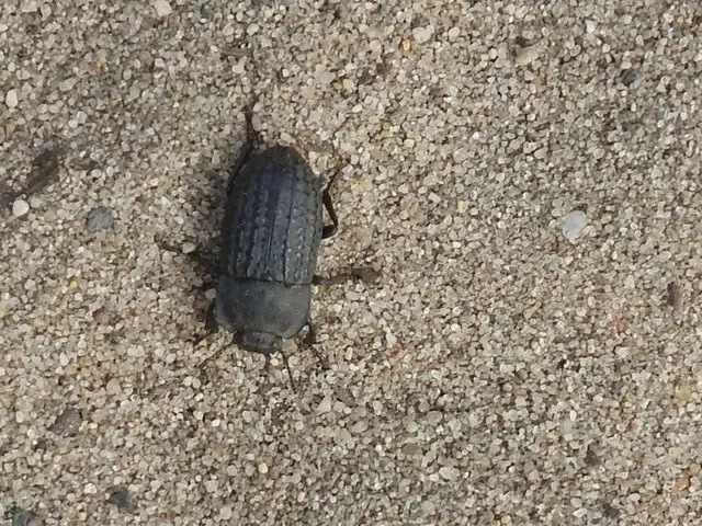 Opatrum sabulosum - sároshátú gyászbogár