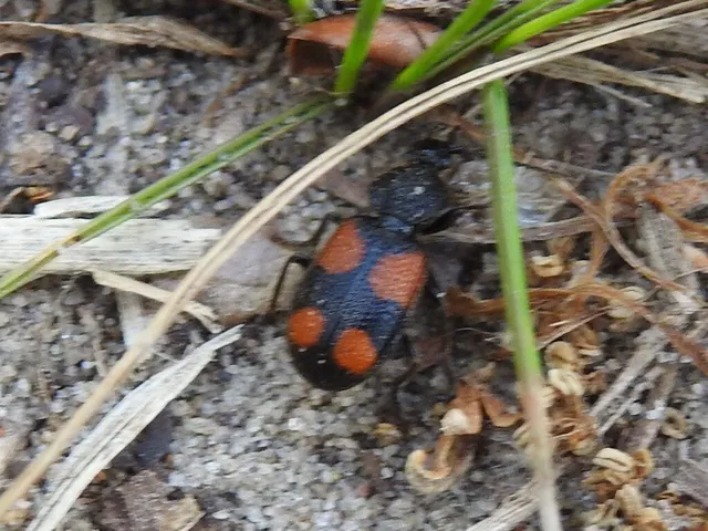 Panagaeus bipustulatus - kis keresztesfutó