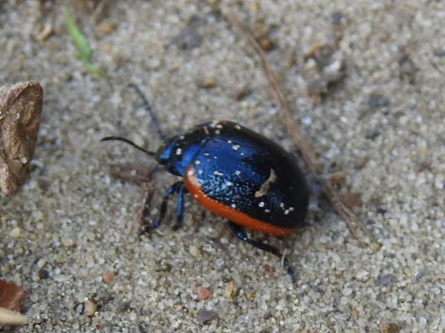 Chrysolina rossia - trapézhátú szegélyeslevelész