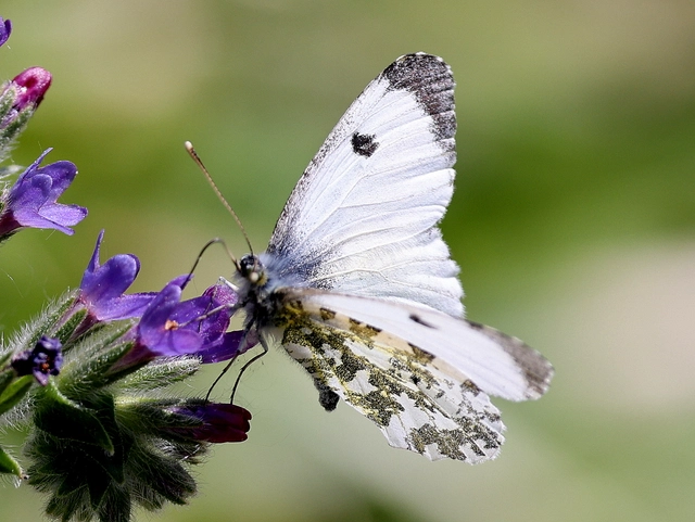 Anthocharis cardamines - hajnalpírlepke