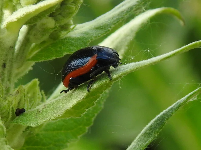 Chrysolina rossia - trapézhátú szegélyeslevelész