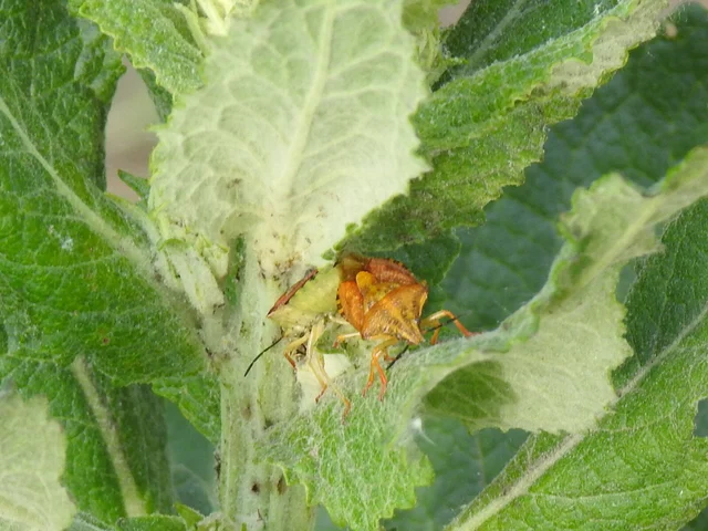 Carpocoris Carpocoris