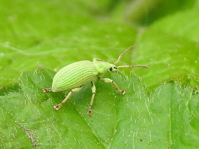 Phyllobius virideaeris - halványzöld levélormányos