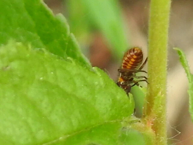 Capsodes