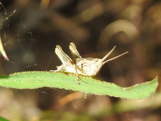 Chorthippus (Glyptobothrus) (subgenus)