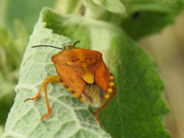 Carpocoris Carpocoris