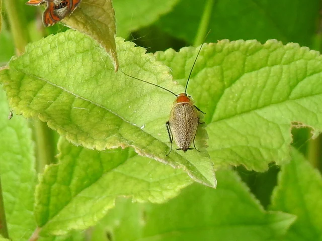Blattodea - Csótányok