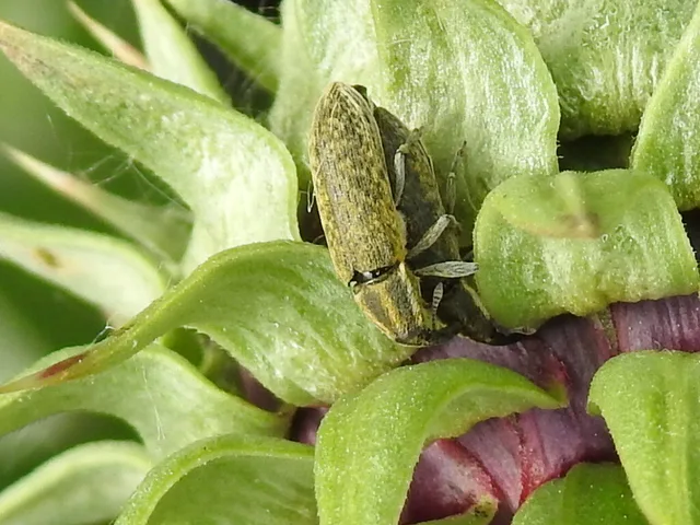 Lixus cardui/filiformis