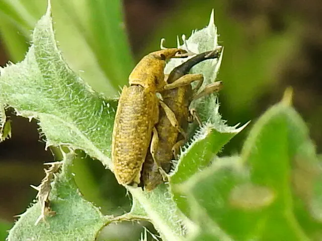 Lixus pulverulentus - mályvafúró dudvabarkó