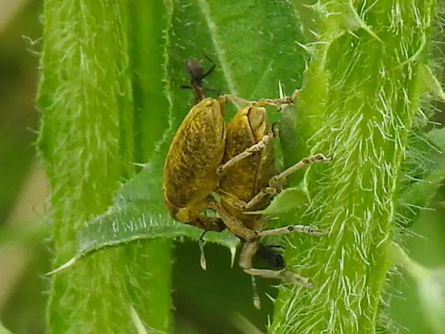 Lixus pulverulentus - mályvafúró dudvabarkó