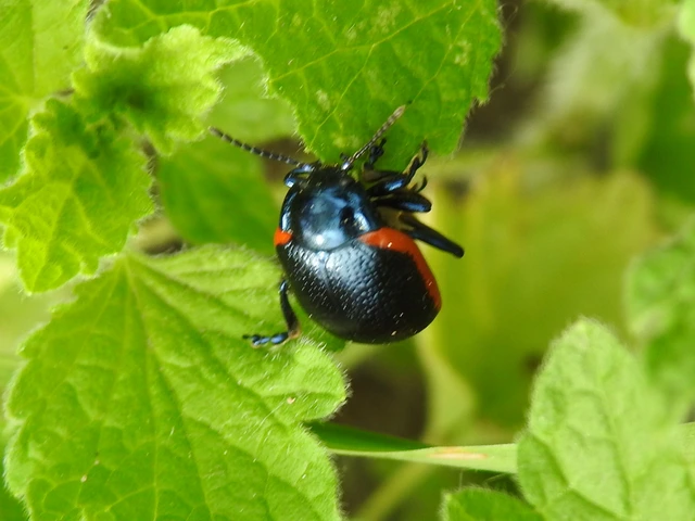 Chrysolina rossia - trapézhátú szegélyeslevelész