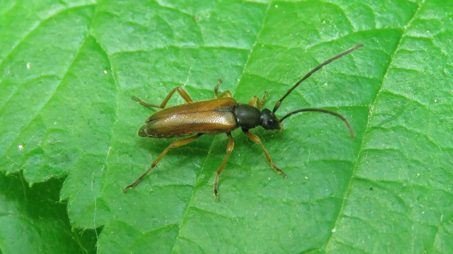 Alosterna tabacicolor - barna juharcincér