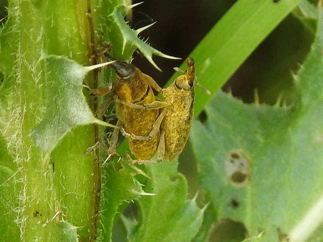 Lixus pulverulentus - mályvafúró dudvabarkó