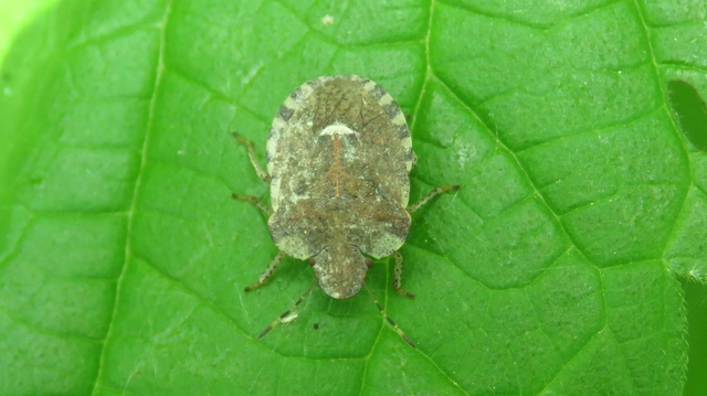 Dyroderes umbraculatus Dyroderes umbraculatus