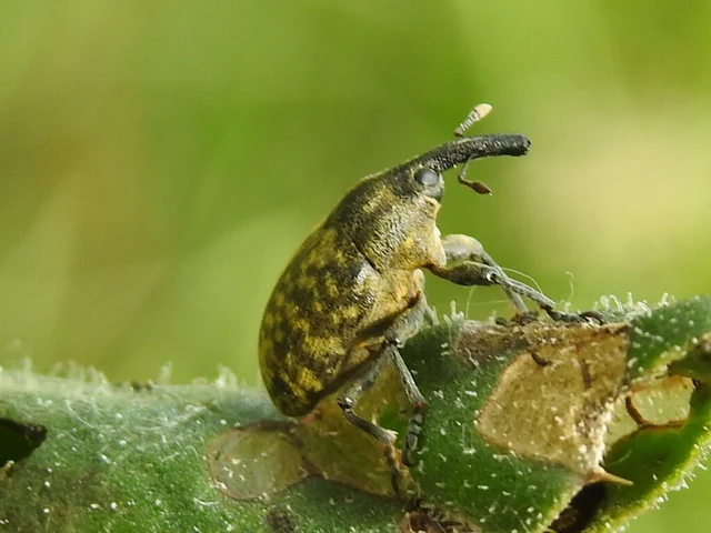 Larinus