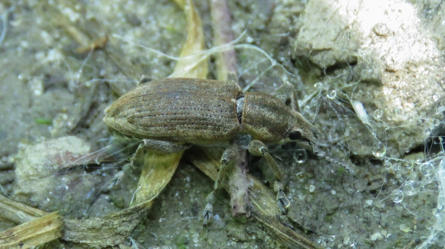 Tanymecus palliatus - közönséges hegyesfarúbarkó