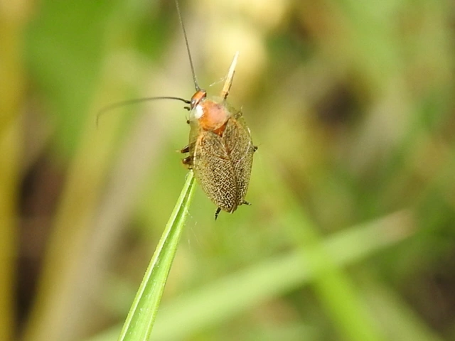 Blattodea - Csótányok
