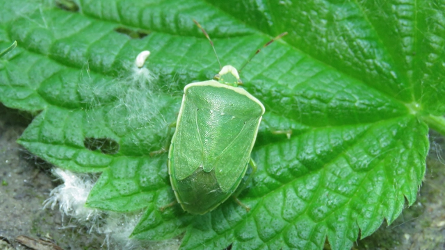Nezara viridula - zöld vándorpoloska