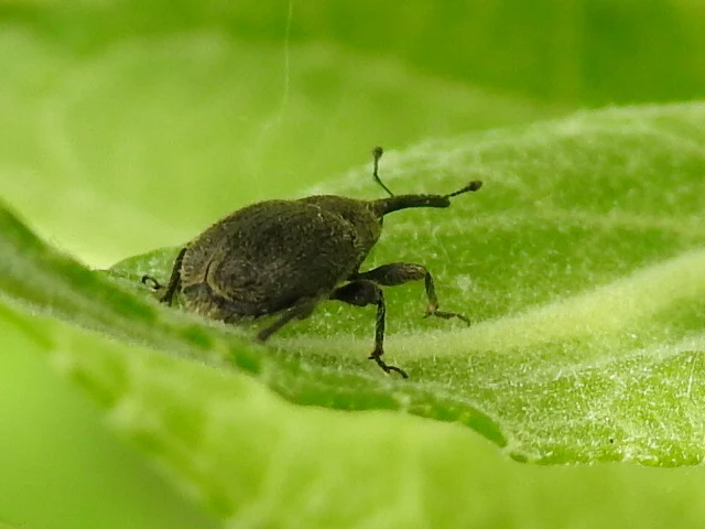 Rhinusa asellus - szőrcsillagos ökörfarkkóró-ormányos
