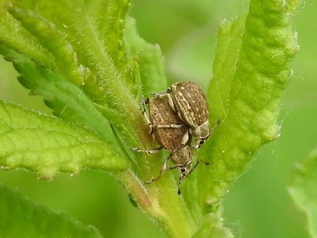 Peritelus familiaris - nagy kendermagbogár