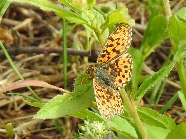 Boloria dia - kis gyöngyházlepke
