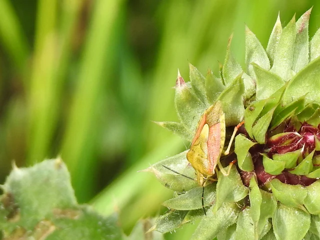 Carpocoris Carpocoris