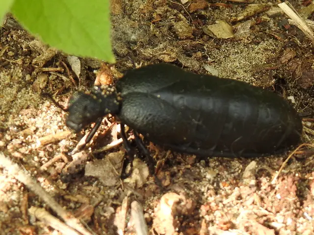 Meloe cicatricosus - óriásnünüke