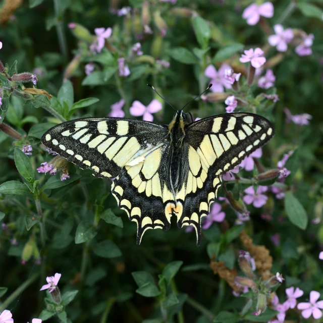 Papilio machaon - fecskefarkú lepke