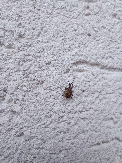 Peritelus familiaris - nagy kendermagbogár