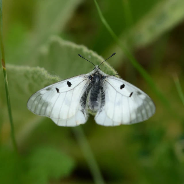 Parnassius mnemosyne - kis apollólepke