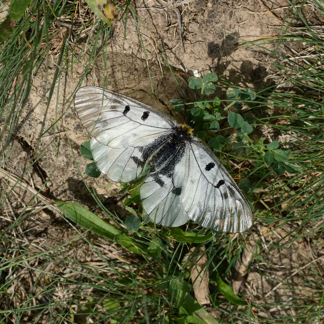 Parnassius mnemosyne - kis apollólepke