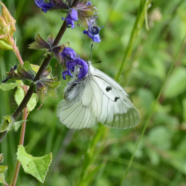 Parnassius mnemosyne - kis apollólepke