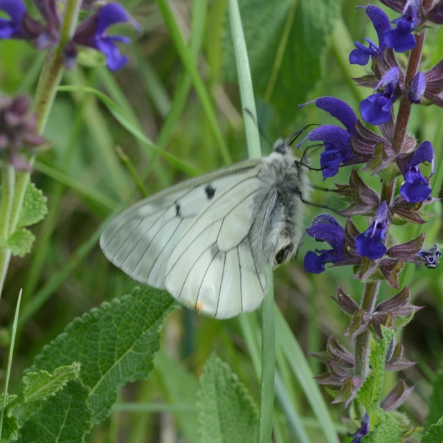 Parnassius mnemosyne - kis apollólepke
