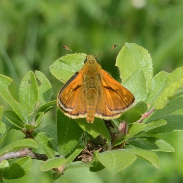 Ochlodes sylvanus - erdei busalepke