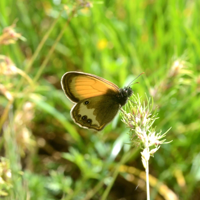 Coenonympha arcania - fehéröves szénalepke