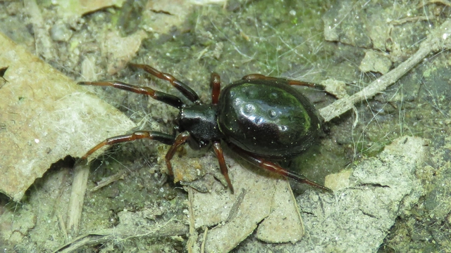 Asagena phalerata/meridionalis