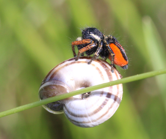 Philaeus chrysops - piros ugrópók