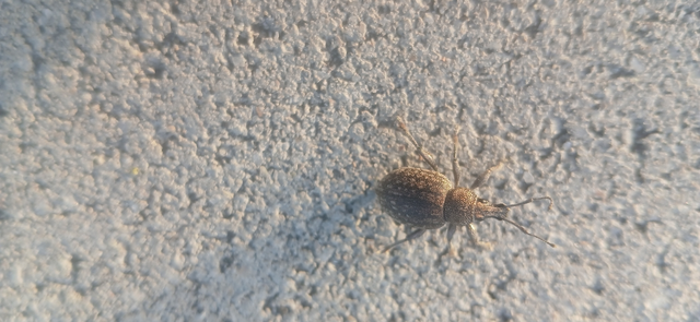 Otiorhynchus ligustici - vincellér-gyalogormányos