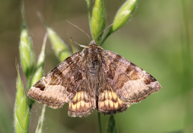 Euclidia glyphica - közönséges nappalibagoly