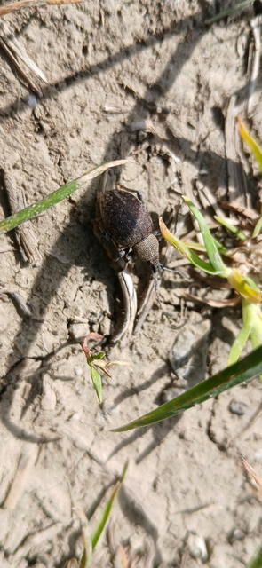 Otiorhynchus ligustici - vincellér-gyalogormányos