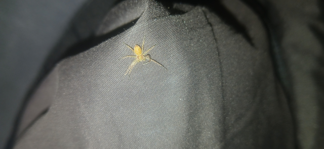 Philodromus