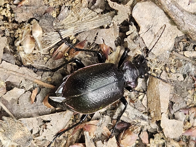 Calosoma inquisitor - kis bábrabló