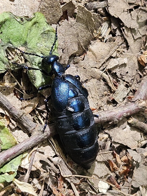 Meloe violaceus - kék nünüke